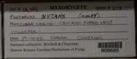 Physarum nutans image